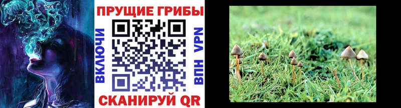 Купить закладки  Сунжа  Псилоцибиновые грибы MAGIC MUSHROOMS 